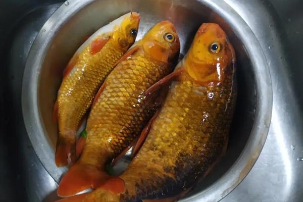 田鱼和鲤鱼的区别是什么，体型、颜色和性格均不同