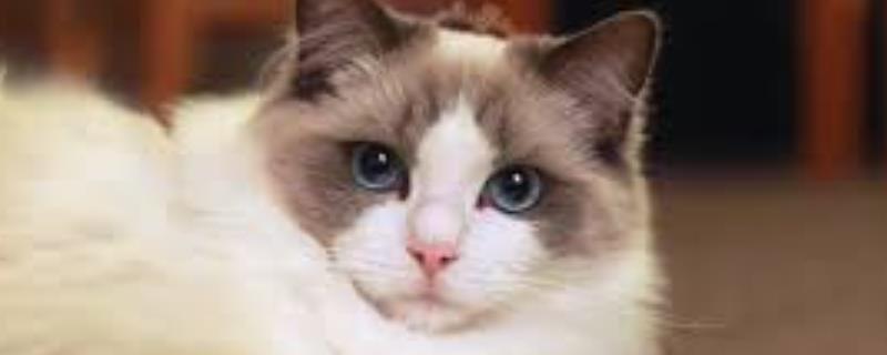 养殖布偶猫要注意什么，平时要细心照顾并多陪伴