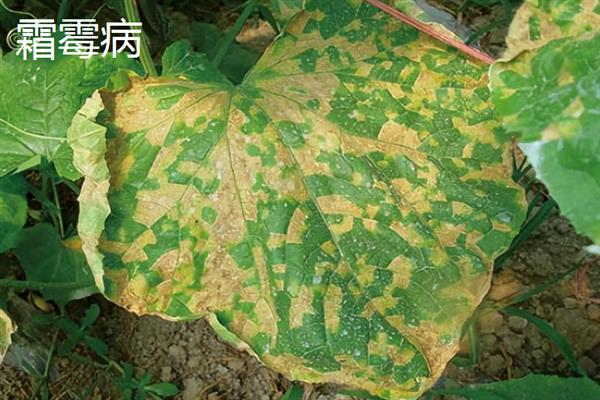 黄瓜的叶片为什么发黄，可能是发生霜霉病、白粉虱等病虫害