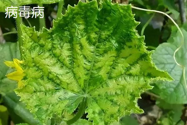 黄瓜的叶片为什么发黄，可能是发生霜霉病、白粉虱等病虫害