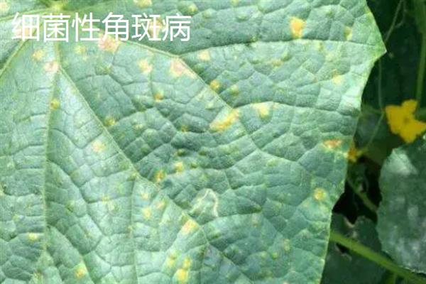 黄瓜的叶片为什么发黄，可能是发生霜霉病、白粉虱等病虫害