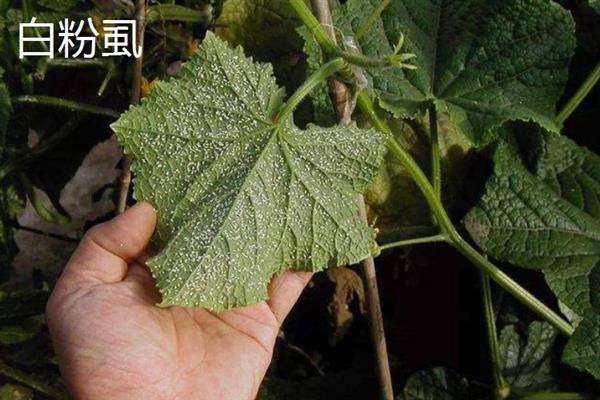 黄瓜的叶片为什么发黄，可能是发生霜霉病、白粉虱等病虫害