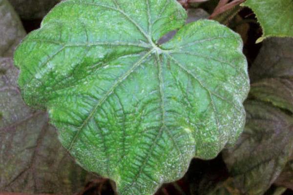 黄瓜的叶片为什么发黄，可能是发生霜霉病、白粉虱等病虫害