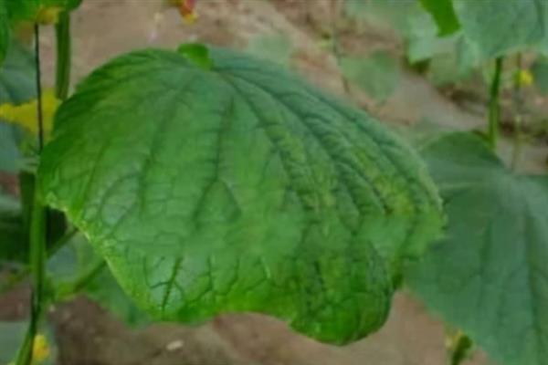 黄瓜的叶片为什么发黄，可能是发生霜霉病、白粉虱等病虫害