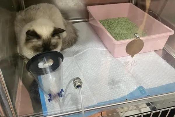 犬猫肾小球肾炎怎么治疗，使用双氢克尿塞、硫唑嘌呤等药物有疗效