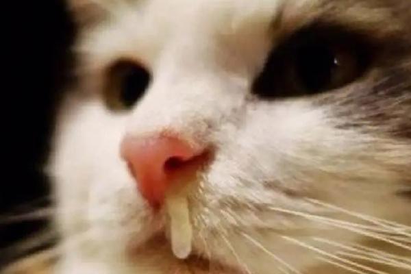 犬猫肾小球肾炎怎么治疗，使用双氢克尿塞、硫唑嘌呤等药物有疗效