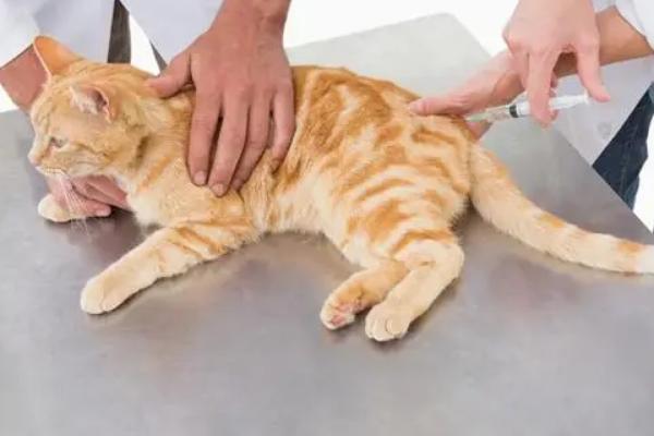 犬猫肾小球肾炎怎么治疗，使用双氢克尿塞、硫唑嘌呤等药物有疗效
