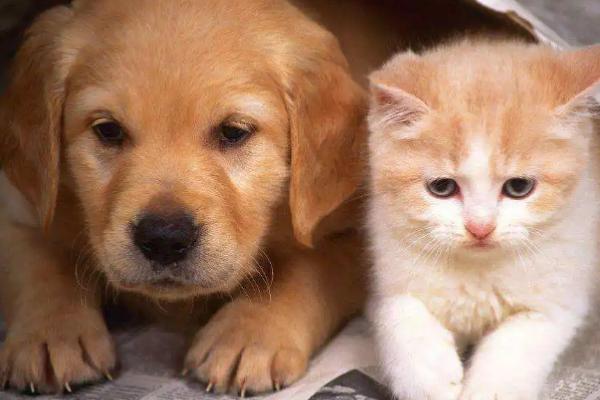 犬猫肾小球肾炎怎么治疗，使用双氢克尿塞、硫唑嘌呤等药物有疗效