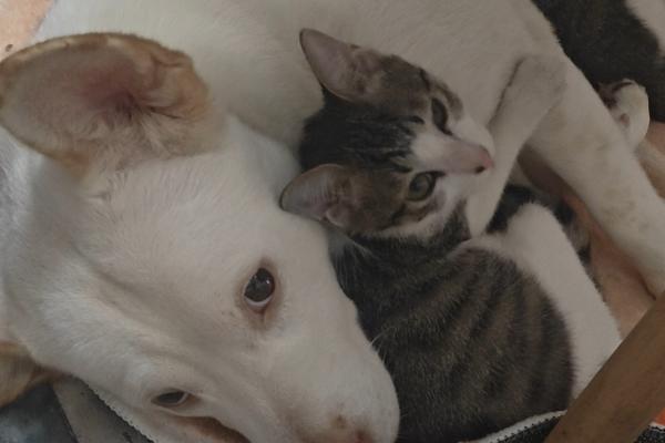 犬猫肾小球肾炎怎么治疗，使用双氢克尿塞、硫唑嘌呤等药物有疗效