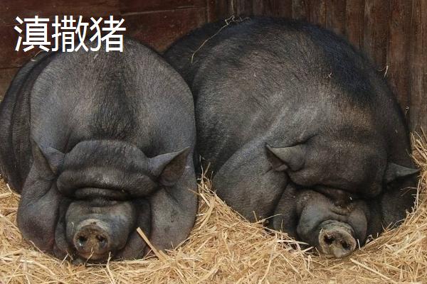 云南省六大名猪，是指滇撒猪、禄劝撒坝猪等