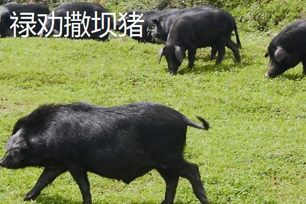 云南省六大名猪，是指滇撒猪、禄劝撒坝猪等