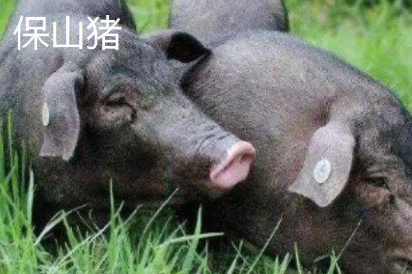 云南省六大名猪，是指滇撒猪、禄劝撒坝猪等