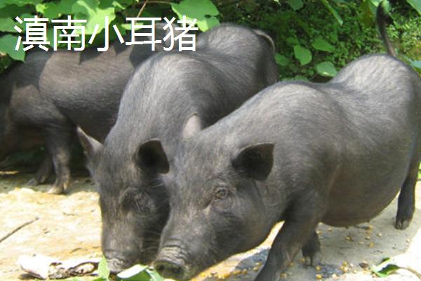 云南省六大名猪，是指滇撒猪、禄劝撒坝猪等