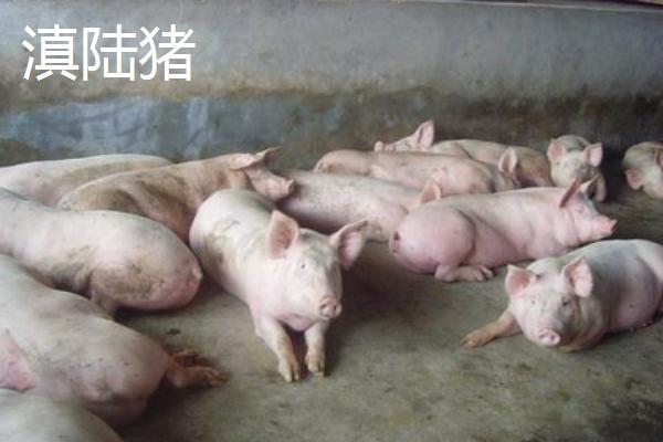 云南省六大名猪，是指滇撒猪、禄劝撒坝猪等