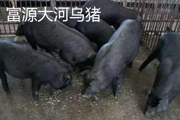 云南省六大名猪，是指滇撒猪、禄劝撒坝猪等