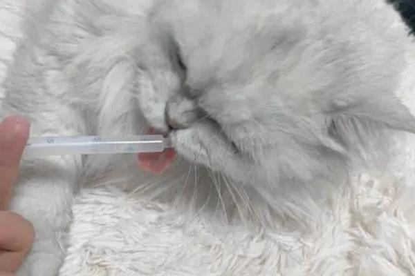 犬猫肾小球肾炎怎么治疗，使用双氢克尿塞、硫唑嘌呤等药物有疗效