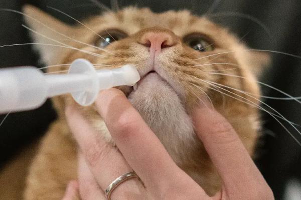犬猫肾小球肾炎怎么治疗，使用双氢克尿塞、硫唑嘌呤等药物有疗效