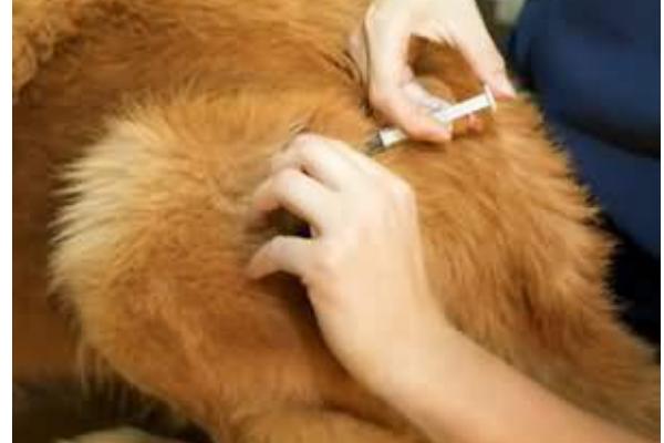 犬猫肾小球肾炎怎么治疗，使用双氢克尿塞、硫唑嘌呤等药物有疗效