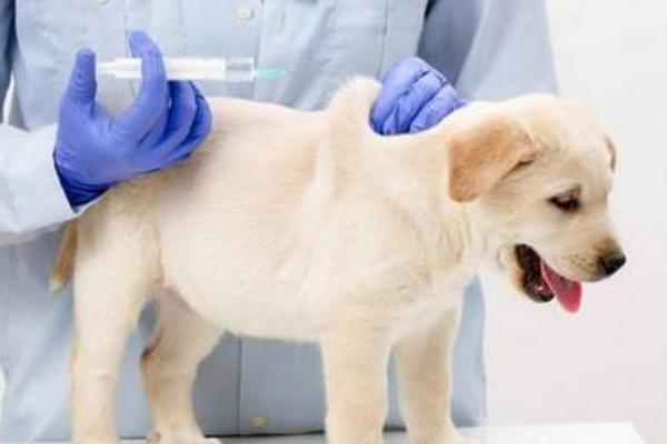 犬猫肾小球肾炎怎么治疗，使用双氢克尿塞、硫唑嘌呤等药物有疗效