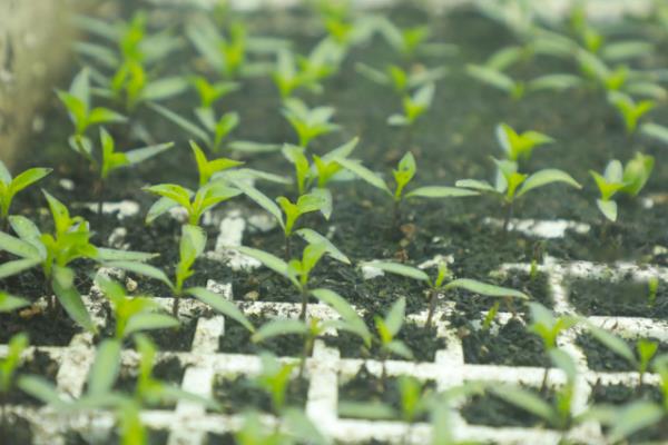红椒的种植方法，宜在8月下旬至9月上旬播种