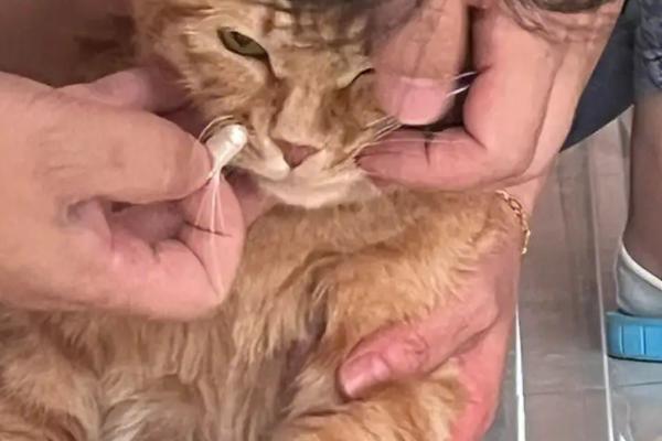 犬猫肾小球肾炎怎么治疗，使用双氢克尿塞、硫唑嘌呤等药物有疗效