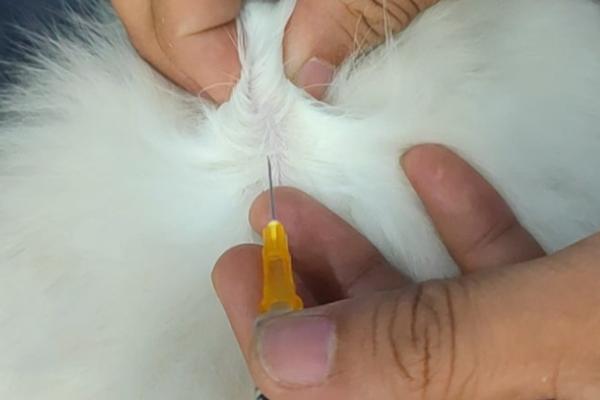 犬猫肾小球肾炎怎么治疗，使用双氢克尿塞、硫唑嘌呤等药物有疗效