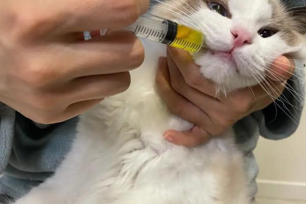 犬猫肾小球肾炎怎么治疗，使用双氢克尿塞、硫唑嘌呤等药物有疗效