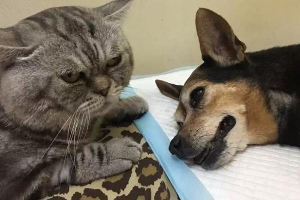 犬猫肾小球肾炎怎么治疗，使用双氢克尿塞、硫唑嘌呤等药物有疗效