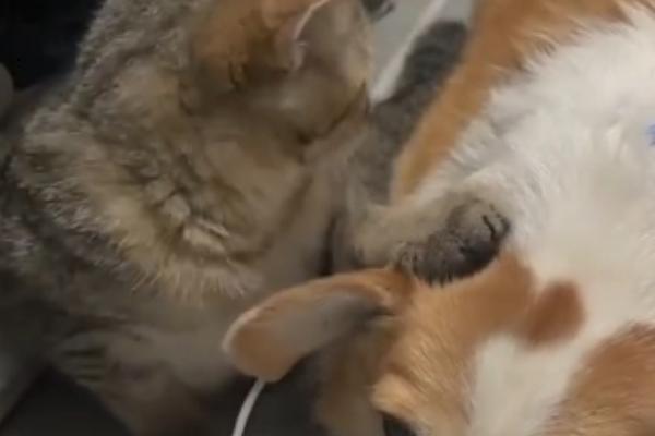 犬猫肾小球肾炎怎么治疗，使用双氢克尿塞、硫唑嘌呤等药物有疗效