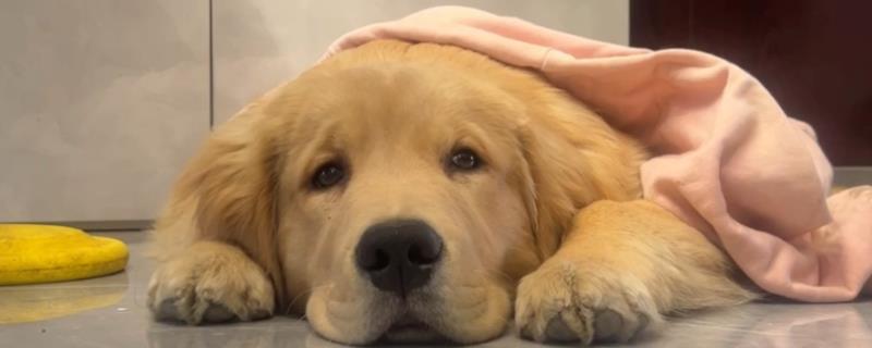 狗狗流脓鼻涕是不是犬瘟，通常幼犬的概率会比较大