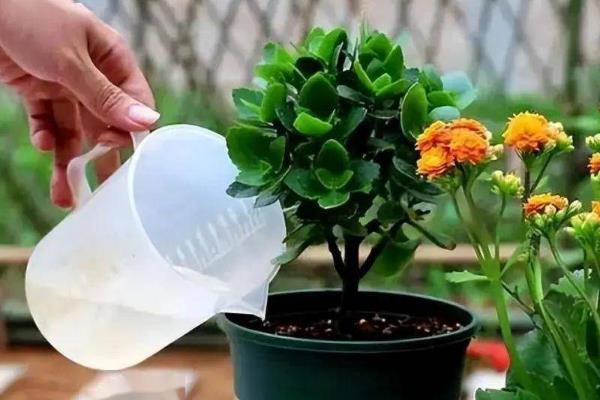 长寿花不死不活的原因，可能是水分不足或光照不足所致
