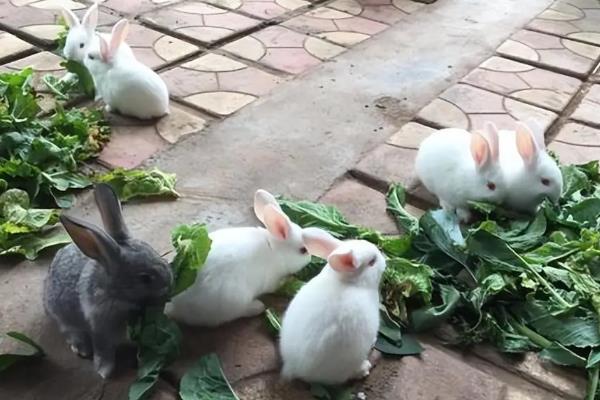 怎么养殖兔子，对青年兔主喂青饲料