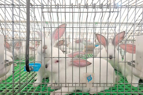 怎么养殖兔子，对青年兔主喂青饲料