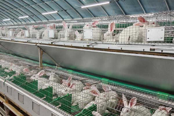 怎么养殖兔子，对青年兔主喂青饲料