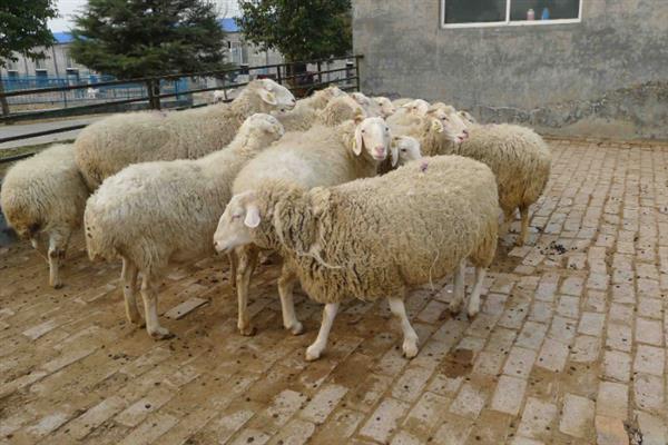 羊快要产羔有什么症状，会表现出乳房胀大、外阴增大等