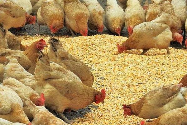玉米饲料主要提供哪种营养，可为畜禽提供能量