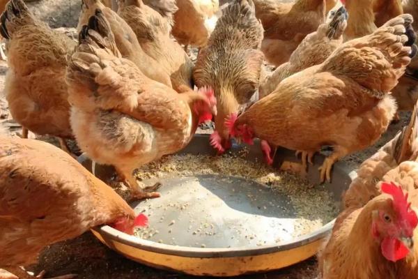 玉米饲料主要提供哪种营养，可为畜禽提供能量
