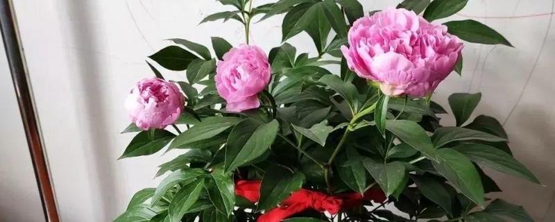 芍药花的浇水方法，一定要干透再浇