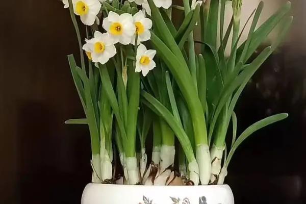 水仙花在什么季节开花，与开始水培的时间有关