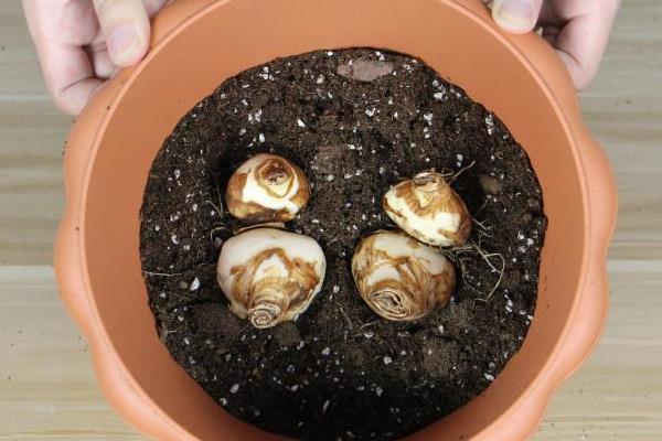 水仙花在什么季节开花，与开始水培的时间有关