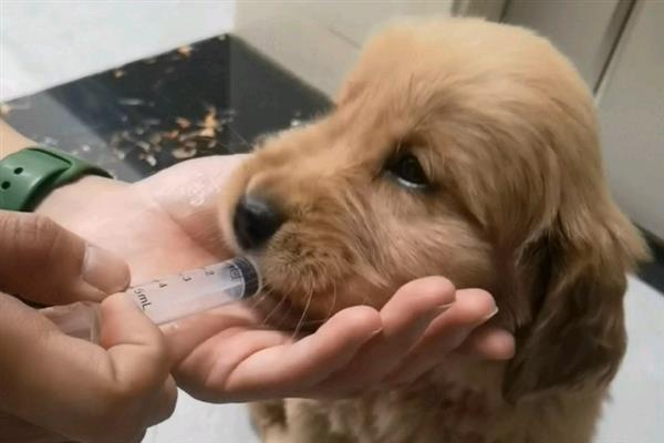 狗狗流脓鼻涕是不是犬瘟，通常幼犬的概率会比较大