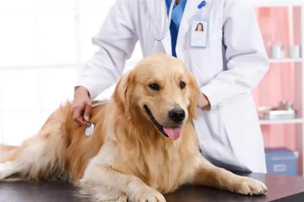 狗狗流脓鼻涕是不是犬瘟，通常幼犬的概率会比较大