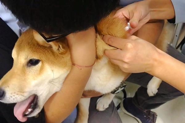 狗狗流脓鼻涕是不是犬瘟，通常幼犬的概率会比较大
