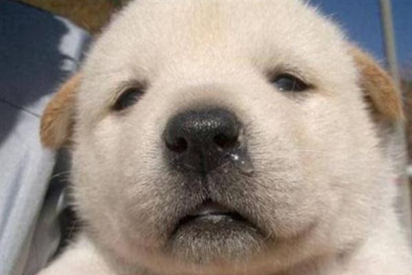 狗狗流脓鼻涕是不是犬瘟，通常幼犬的概率会比较大