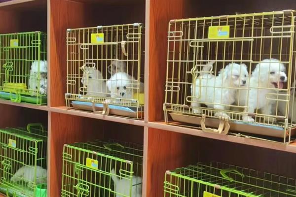 狗狗流脓鼻涕是不是犬瘟，通常幼犬的概率会比较大