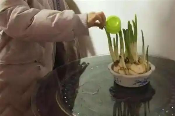 怎么养殖水仙花，可根据土壤的干湿程度进行浇水