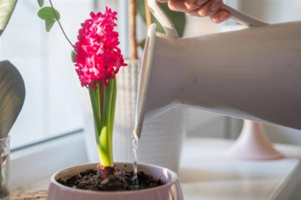 怎么养殖水仙花，可根据土壤的干湿程度进行浇水