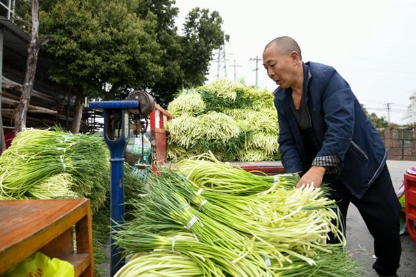 大蒜的蒜苔抽了还能长吗，抽了之后大蒜还可以生长