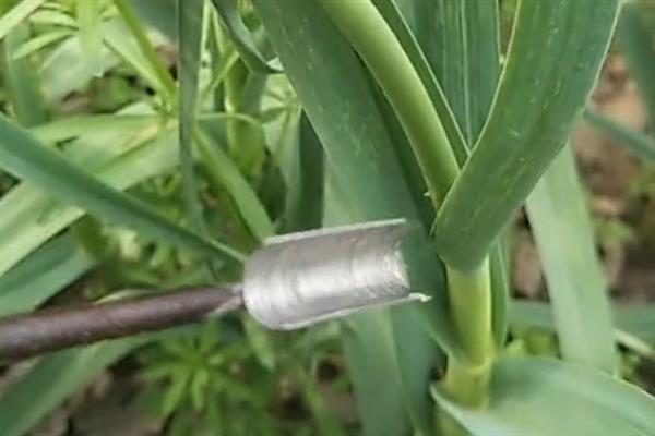 大蒜的蒜苔抽了还能长吗，抽了之后大蒜还可以生长