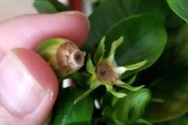 栀子花包没开就掉了的解决办法，可以考虑追加养料